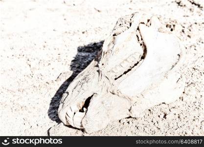 in ethiopia africa dead head horse and animal cranium in the desert of salt