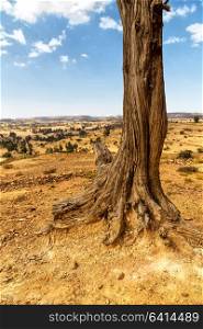 in ethiopia africa in the old valley a dead tree and his roots in the ground
