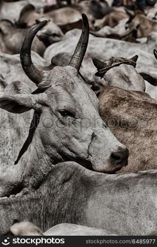 in ethiopia africa lots of bulls in the animal market like background. in the animal market lots of bulls