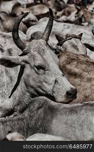 in ethiopia africa lots of bulls in the animal market like background. in the animal market lots of bulls