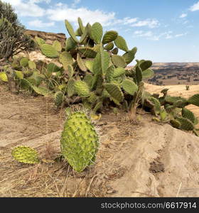 in   ethiopia africa  the panorama in the valley mountain and sky