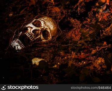 In front of human skull buried in the soil with the roots of the tree on the side. The skull has dirt attached to the skull.concept of death and Halloween