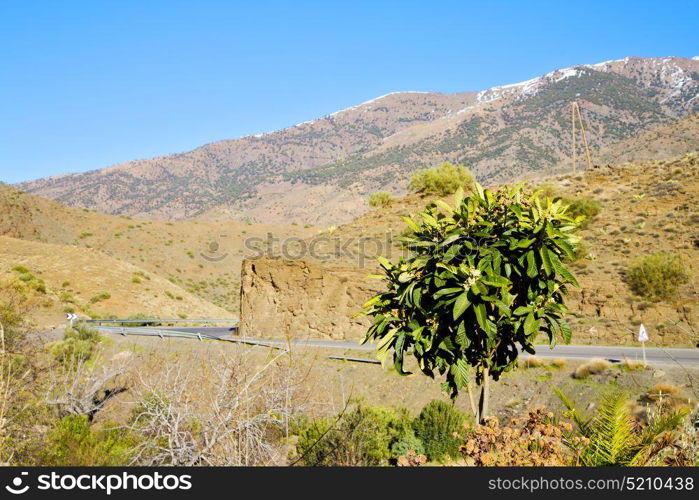 in ground africa morocco the bush dry atlas mountain