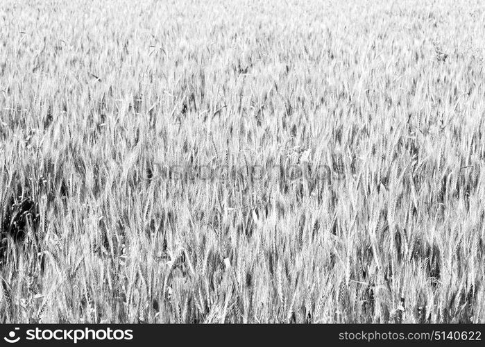 in iran cultivated farm grass and healty green natural wheat