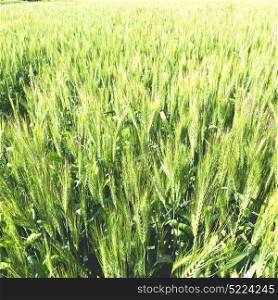 in iran cultivated farm grass and healty green natural wheat