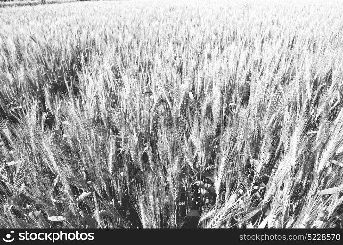 in iran cultivated farm grass and healty green natural wheat