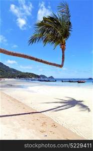 in kho tao thailand bay asia isle beach rocks pirogue palm and south china sea