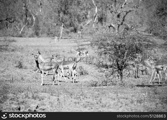 in kruger parck south africa wild impala in the winter bush