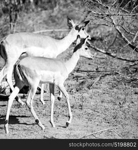 in kruger parck south africa wild impala in the winter bush