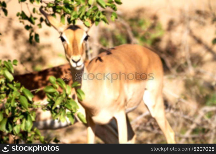 in kruger parck south africa wild impala in the winter bush