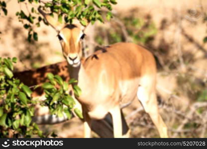 in kruger parck south africa wild impala in the winter bush