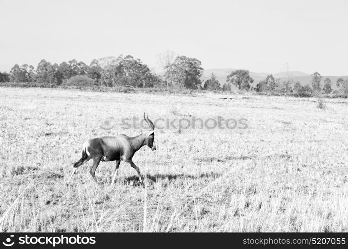 in kruger parck south africa wild impala in the winter bush