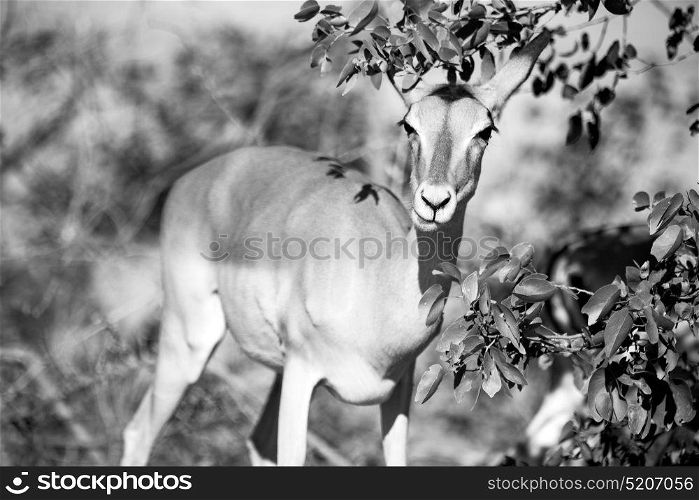 in kruger parck south africa wild impala in the winter bush