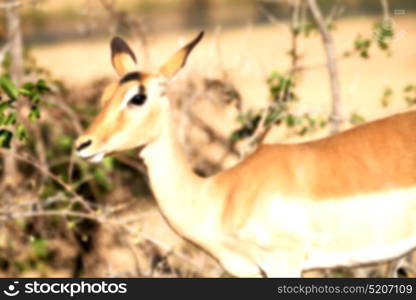 in kruger parck south africa wild impala in the winter bush