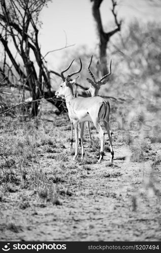 in kruger parck south africa wild impala in the winter bush