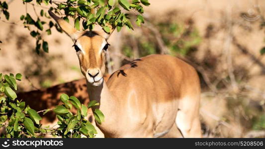 in kruger parck south africa wild impala in the winter bush