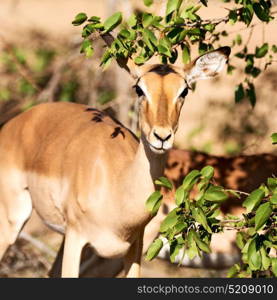 in kruger parck south africa wild impala in the winter bush