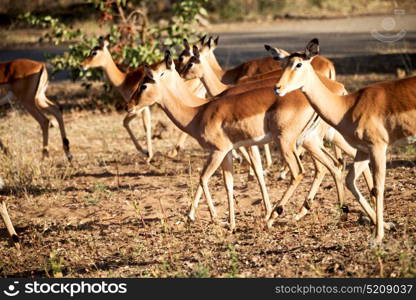 in kruger parck south africa wild impala in the winter bush