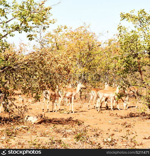 in kruger parck south africa wild impala in the winter bush