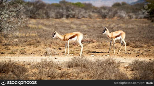 in kruger parck south africa wild impala in the winter bush