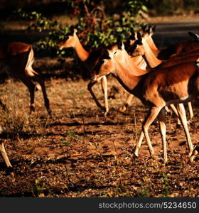 in kruger parck south africa wild impala in the winter bush