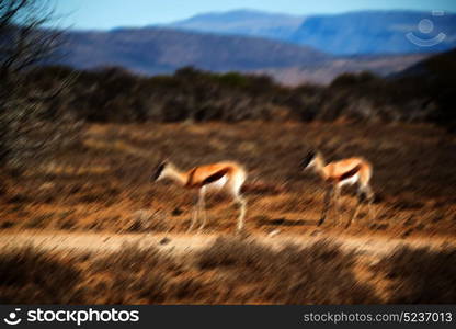 in kruger parck south africa wild impala in the winter bush