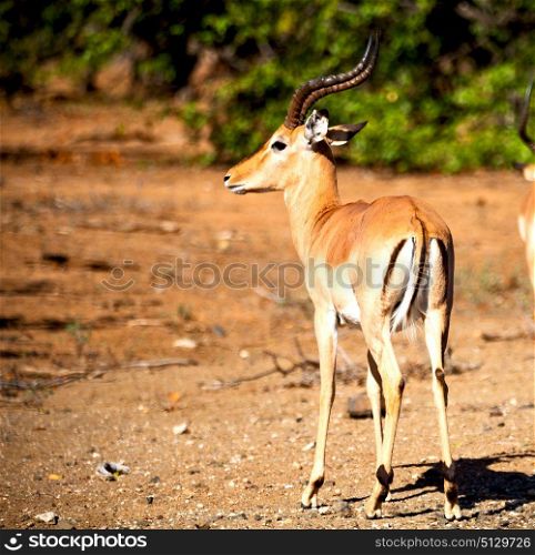 in kruger park south africa wild impala and the winter bush