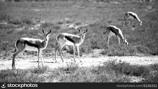 in kruger park south africa wild impala and the winter bush