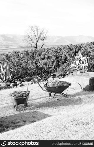 in lesotho africa the wheelbarrow near plant and cactus like nature concept