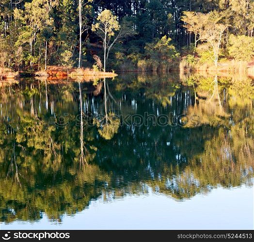 in lesotho mlilwane wildlife santuary the pound lake and tree reflection in water