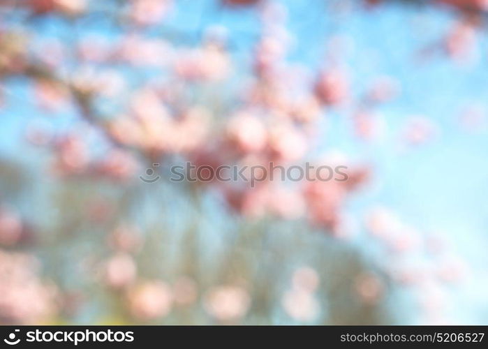 in london park the pink tree and blossom flowers natural