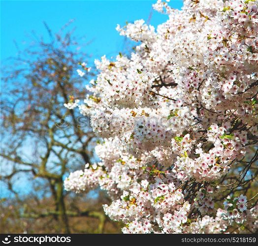 in london park the pink tree and blossom flowers natural