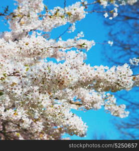 in london park the pink tree and blossom flowers natural