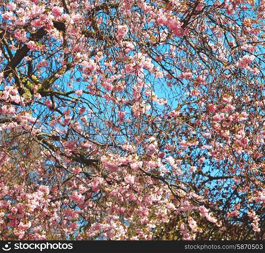 in london park the pink tree and blossom flowers natural