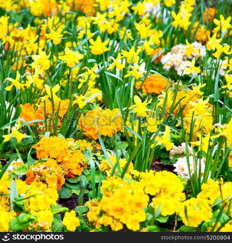 in london yellow flower field nature and spring