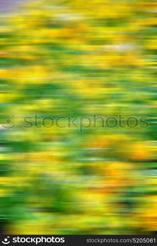 in london yellow flower field nature and spring