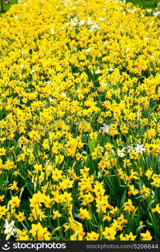 in london yellow flower field nature and spring