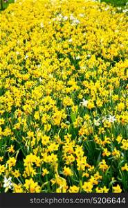 in london yellow flower field nature and spring