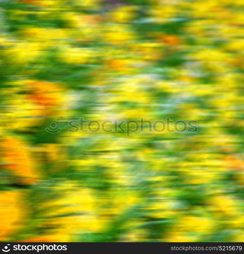 in london yellow flower field nature and spring