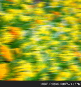 in london yellow flower field nature and spring