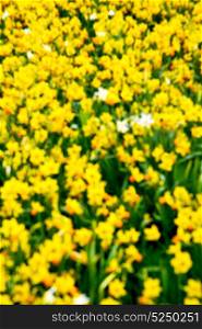in london yellow flower field nature and spring