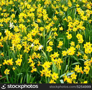 in london yellow flower field nature and spring