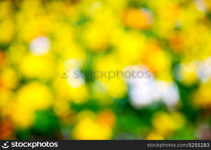 in london yellow flower field nature and spring