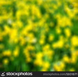 in london yellow flower field nature and spring