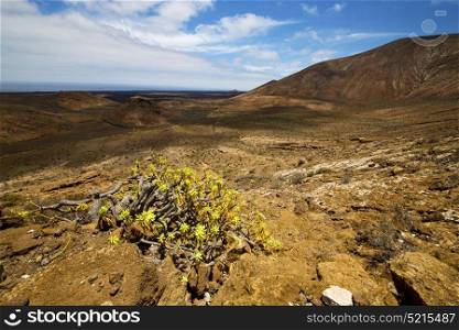 in los volcanes volcanic timanfaya rock stone sky hill and summer lanzarote spain plant flower bush
