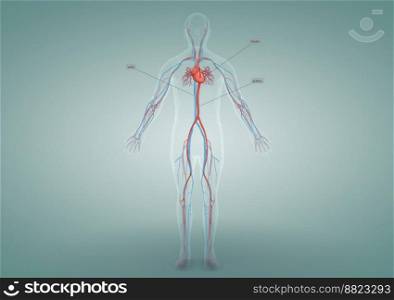 In men, the circulatory system consists of blood vessels that carry blood to the heart. 3d illustration. The circulatory system consists of blood vessels that carry blood to the heart.