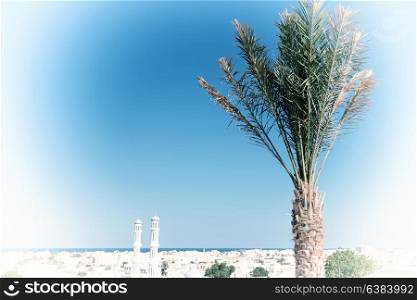 in muscat oman the cityscape and the palm near ocean view