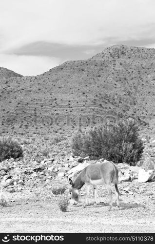 in oman donkey alone near the rock and bush