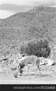 in oman donkey alone near the rock and bush
