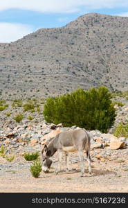 in oman donkey alone near the rock and bush